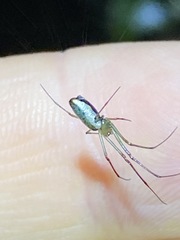 Mesida argentiopunctata