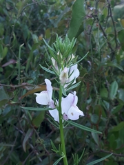 Misopates calycinum