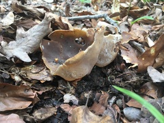 Helvella acetabulum