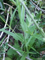Misopates calycinum