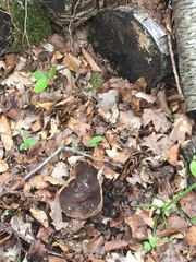 Helvella acetabulum