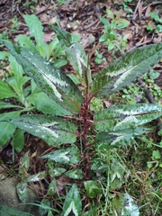 Persicaria runcinata sinensis
