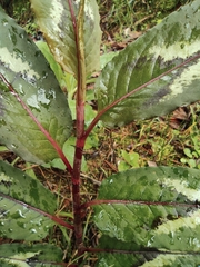Persicaria runcinata sinensis