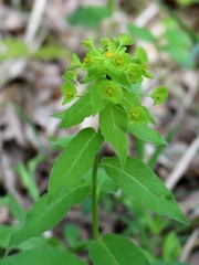 Euphorbia squamosa