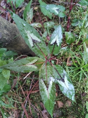 Persicaria runcinata sinensis