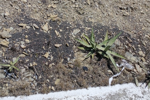 Agave xylonacantha