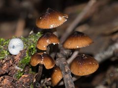 Mycena mulawaestris
