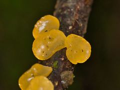 Heterotextus miltinus