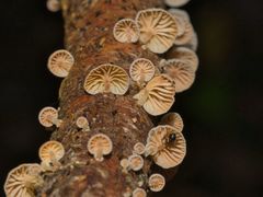 Marasmiellus affixus