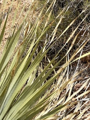 Dasylirion leiophyllum