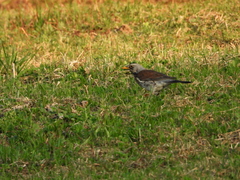 Turdus pilaris