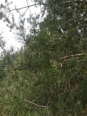 Pinus sylvestris