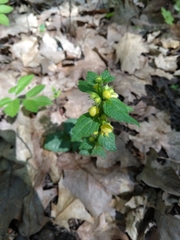 Lamium galeobdolon