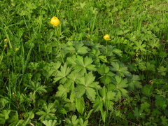 Trollius europaeus