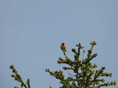 Phoenicurus phoenicurus