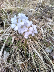 Cardamine trifida