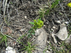 Euphorbia jenisseiensis