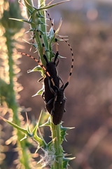 Agapanthia annularis