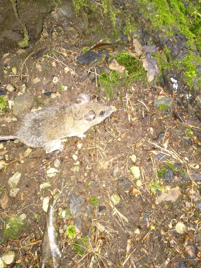 Nelson's Big-Toothed Deermouse