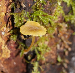 Pluteus hubregtseorum