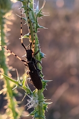 Agapanthia annularis