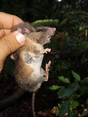 Megadontomys nelsoni