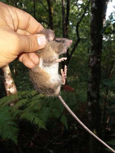 Nelson's Giant Deer Mouse