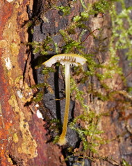 Pluteus hubregtseorum