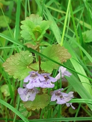 Glechoma hederacea