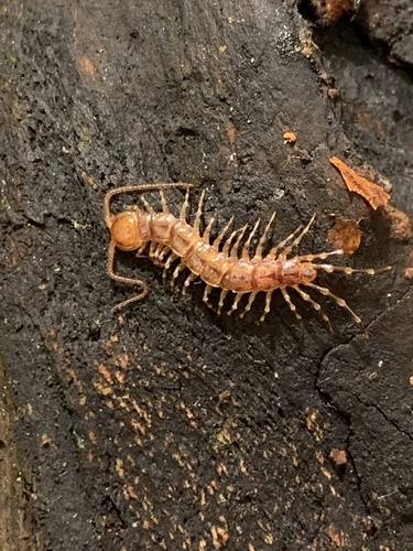 Banded Centipede, photo 4 of 10