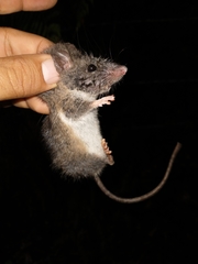 Peromyscus furvus