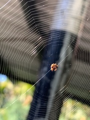 Thelacantha
