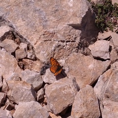 Melitaea syriaca