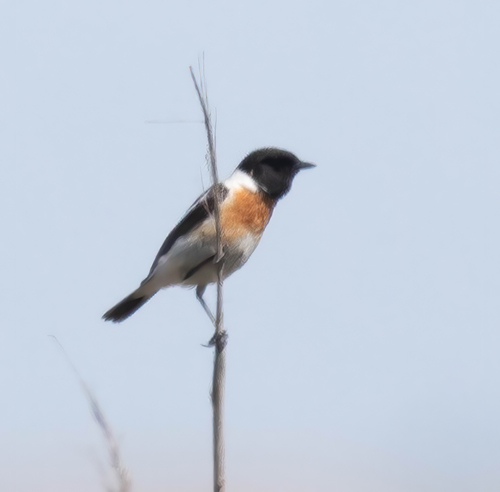 Tarabilla siberiana (Saxicola maurus)