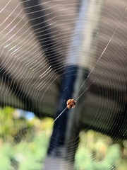 Thelacantha
