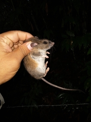 Peromyscus collinus