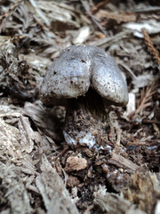 Tricholoma squarrulosum