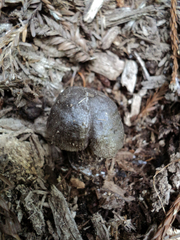 Tricholoma squarrulosum