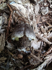 Tricholoma squarrulosum