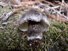 Tricholoma squarrulosum