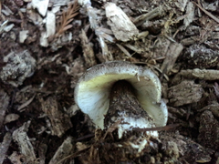 Tricholoma squarrulosum