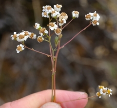 Eumorphia corymbosa