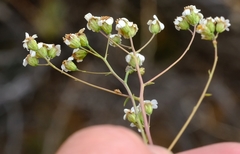Eumorphia corymbosa