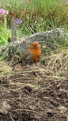 Erithacus rubecula