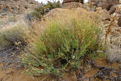 Eumorphia corymbosa