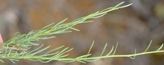 Eumorphia corymbosa