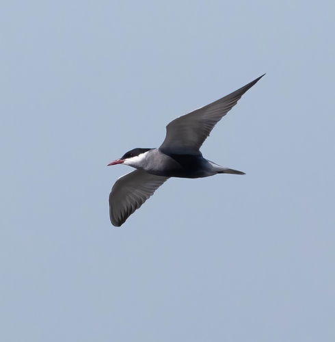 Fumarel cariblanco (Chlidonias hybrida)