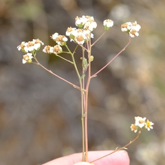 Eumorphia corymbosa