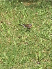 Turdus pilaris