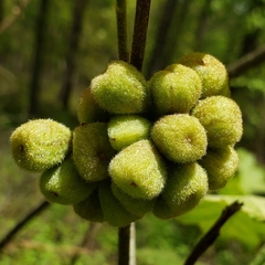 Andricus quercusformosus